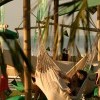 Balaton Sound 1.nap L.T. - hbs12.jpg