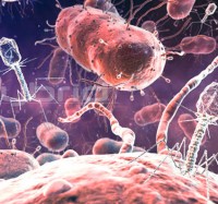 Hybrid Medical Animation